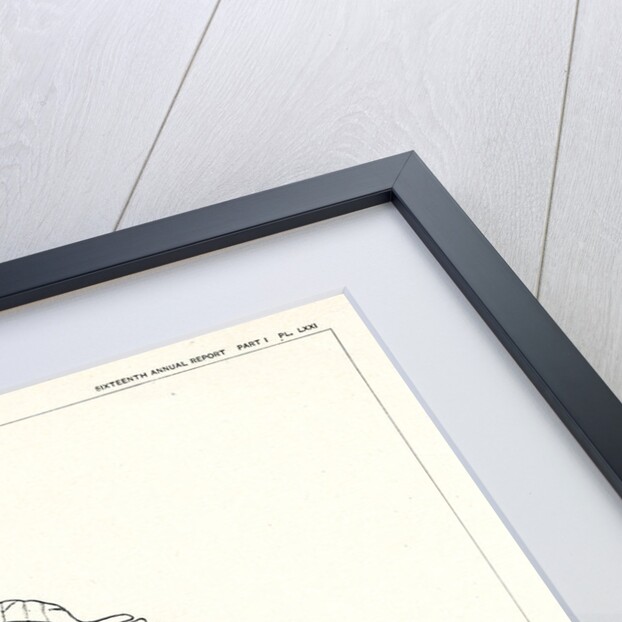 'Triceratops prorsus' by unknown